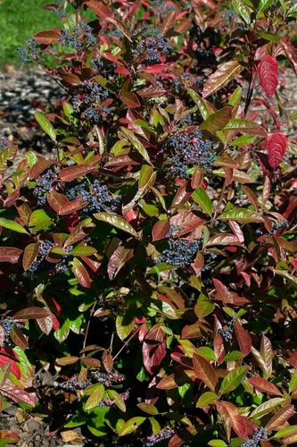 Viburnum nudum ‘Brandywine’