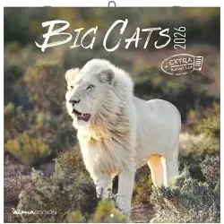 Big Cats 2026 - Broschürenkalender 30x30 cm (30x60 geöffnet) - Kalender mit Platz für Notizen - Big Cats - Bildkalender - Wandplaner - Alpha Edition