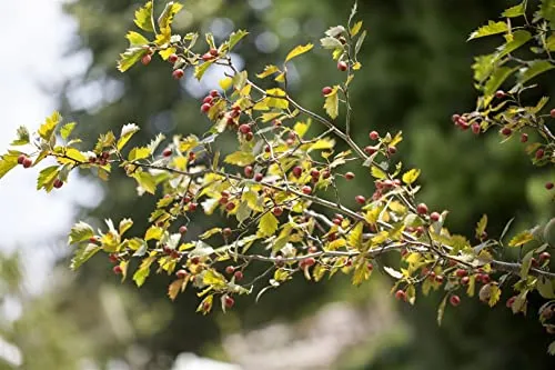 Crataegus monogyna 100–150 cm – Winterhart Mehrjährig Pflegeleicht – Eingriffeliger Weißdorn – Heckenpflanze für Garten & Sichtschutz