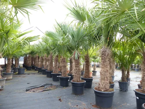 Trachycarpus fortunei - Winterharte Hanfpalme, 70-100 cm Stamm - Wasserpumpen - Trachycarpus fortunei, robust und winterhart bis -18°C, bringt mediterranes Flair in Ihren Garten und ist ideal für kalte Regionen.