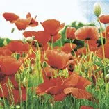 Unbekannt Servietten 20 St. 25x25cm Cocktail. Field of Poppies Mohnblumen