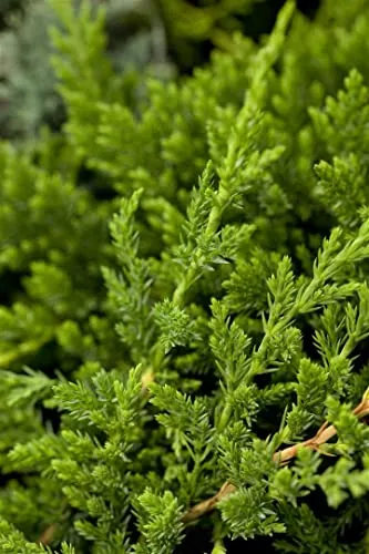 Juniperus horizontalis 'Prince of Wales' 20-30 cm – Winterhart, Immergrün, Pflegeleicht – Kriech-Wacholder – Bodendecker für Garten & Steingarten