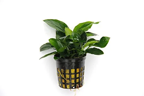 Dennerle-Plants Anubias barteri var. nana - Zwergspeerblatt
