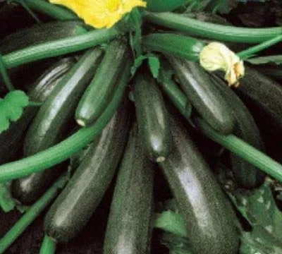 Stk - 10x Zucchini Ambassador F1 Gemüse Saatgut Garten Pflanzen - Samen K284 - Seeds & Plants Shop by Ipsa