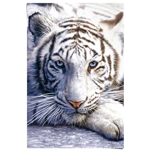 REINDERS Poster, White tiger, Kinderzimmer, Poster, Wanddeko, Room Decor, Bilderdruckpapier, Weiß, 91,5 x 61