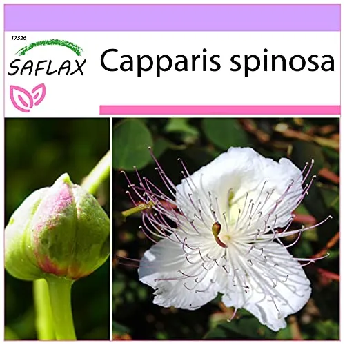 SAFLAX - Kräuter - Echter Kapernstrauch - 25 Samen - Capparis spinosa