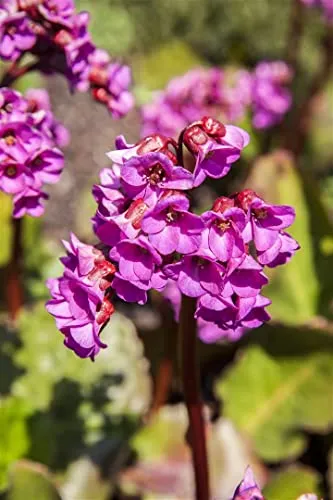Bergenia cordifolia 'Winterglut' 11x11 cm Topf – Winterhart, Immergrün, Pflegeleicht – Bergenie – Bodendecker für Beet & Steingarten