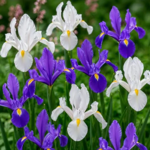 Schwertlilien Blue Paradise von DUTCH BULBS