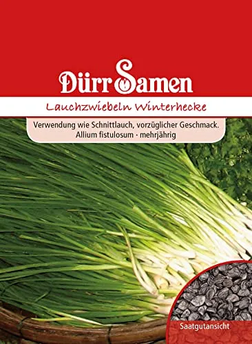 Dürr-Samen - Lauchzwiebeln Winterhecke Saatgut