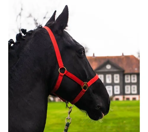 Pferdelinis Halfter Halfter für Pferde 2-Fach verstellbar an Kinnriemen und Genickstück, zweifach verstellbar