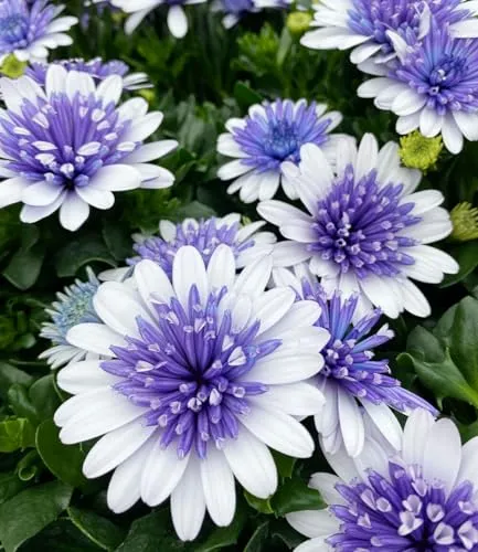 BALDUR Garten 2x Kapkörbchen '3D Steel Blue®' im 10,5 cm Topf - Attraktive Kapkörbchen mit gefüllten Blüten in spektakulärer Farbe. Pflegeleicht und ideal für sonnige bis halbschattige Standorte. Blütezeit von Mai bis Oktober.