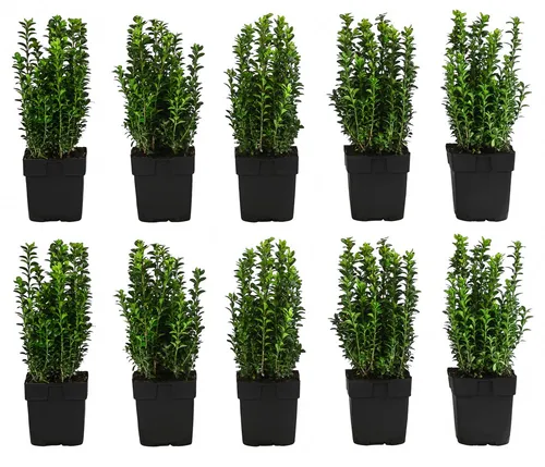 Dehner Hecken Gewöhnlicher Buchs, 10 Pflanzen, ca. 2 m - Immergrüner Sichtschutz: 10 Pflanzen Gewöhnlicher Buchs für eine elegante Hecke. Ideal für Gartenanlagen, pflegeleicht und vielseitig einsetzbar. Perfekt für sonnige bis halbschattige Standorte.