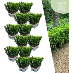 Plants by Frank | 72 Grüne Spindelstrauch Heckenpflanzen | Euonymus japonicus 'Green Spire' - Immergrüne Heckenpflanze und perfekter Buchsbaum Ersatz: Der 'Green Spire' ist pflegeleicht, winterhart und wächst bis zu 30 cm pro Jahr, ideal für Sichtschutz und Gartenästhetik.