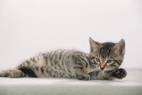 Läufer Schreibunterlage Katze grau 400 x 530 mm von Läufer