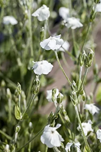 Lychnis coronaria 'Alba' 9x9 cm Topf – Winterhart & Pflegeleicht – Kronen-Lichtnelke – Staude für Beet & Steingarten