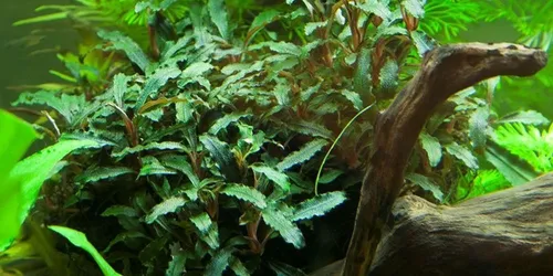 Wasserpflanzen von AquaOne