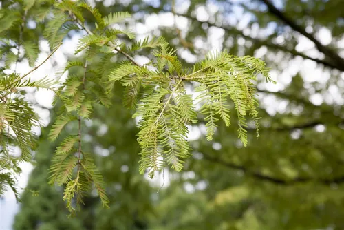 Pflanzen für Dich Urweltmammutbaum Metasequoia glyptostroboides, 1 St. - Der Urweltmammutbaum ist ein beeindruckendes Ziergehölz mit schnellem, kegelförmigem Wuchs. Ideal für Solitärpflanzungen, bringt er Farbe in den Garten und begeistert durch seine pflegeleichte Natur.