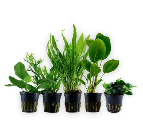 Wasserpflanzen von AquaOne