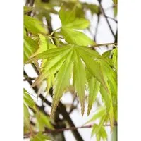 Acer palmatum 'Orange Dream' – Japanischer Ahorn, orange 40–60 cm - Blumen & Stauden – Leuchtend orangefarbene Blätter im Frühjahr und goldgelb im Herbst, ideal für Garten oder Kübel, bis -15 °C winterhart.