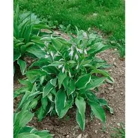 Hosta X Cult. Antioch Funkie Ca. 11x11 cm Topf