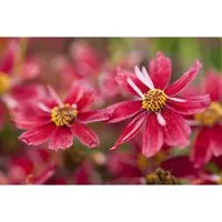 Coreopsis Rosea Limerock Ruby Mädchenauge Ca. 11x11 cm Topf