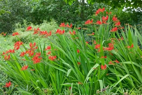 Crocosmia x crocosmiiflora 'Lucifer' 11x11 cm Topf – Winterhart, Mehrjährig, Pflegeleicht – Montbretie – Staude für Beet & Rabatte