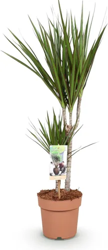 Dracaena Marginata – Drachenbaum – 17cm – Höhe 70–80cm – Pflegeleichte grüne Zimmerpflanze mit elegantem Blattwerk für Wohn- und Arbeitsräume