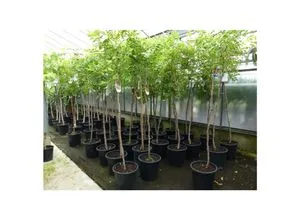 Produktbild gruenwaren jakubik Dattelbaum