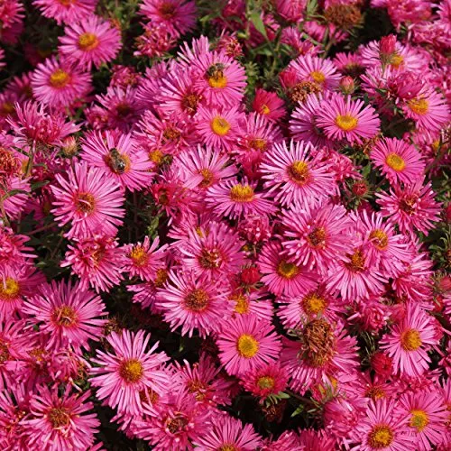 Aster novae-angliae 'Alma Pötschke' Raublattaster Herbstaster winterharte Staude