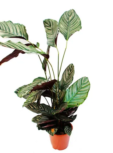 Exotenherz Calathea ornata XXL Zimmerpflanze - Wunderschöne Schattenpflanze mit ausgefallenem Blattmuster, ideal für dunklere Standorte. Pflegeleicht und perfekt für Ihr Zuhause! Topfgröße: 19cm, Höhe: ca. 70-90cm.