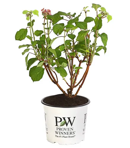 Produktbild Schneeball-Hortensie 'Pink Annabelle®'