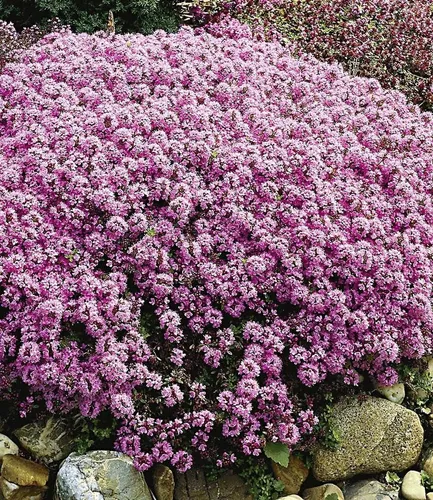 BALDUR Garten Bodendecker Langhaariger Gebirgs-Thymian, 30 St. - Der langhaarige Gebirgs-Thymian ist ein winterharter Bodendecker, der sich ideal für Steingärten eignet. Mit duftenden Blüten und geringem Pflegeaufwand sorgt er für ein grünes, dekoratives Polster in Ihrem Garten.
