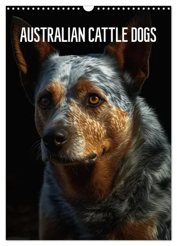 Australian Cattle Dogs Wandkalender 2026 von CALVENDO