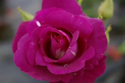 Beetrose Rhapsody in Blue ® - Rosa Rhapsody in Blue ® - purpurviolett - Duft++ - Cawlishaw-Rose