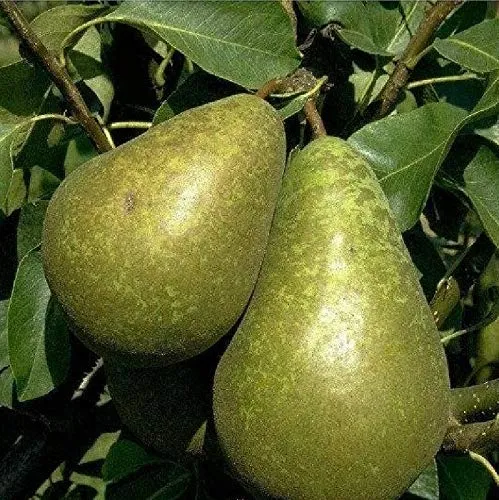 Conference Birne Birnenbaum Herbstbirne Obstbaum kleinbleibend süß saftig