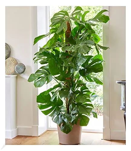 BALDUR Garten Monstera von BALDUR-Garten