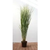 Panicum Virgatum Strictum Rutenhirse