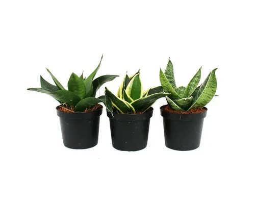 Exotenherz Zimmerpflanze Sansevieria trifaciata hahnii 3 versch. Pflanzen im 9cm Topf Bogenhanf