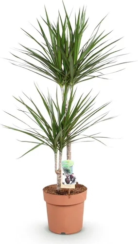 Dracaena Marginata Drachenbaum 21cm 90-100cm pflegeleicht Zimmerpflanze Deko