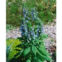 Lobelia Siphilitica Blaue Kardinalslobelie Ca. 9x9 cm Topf