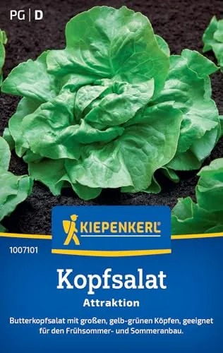 Kopfsalat Attraktion in grün von Kiepenkerl