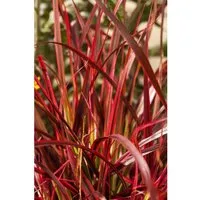 Uncinia Rubra Rotes Ziergras Ca. 9x9 cm Topf