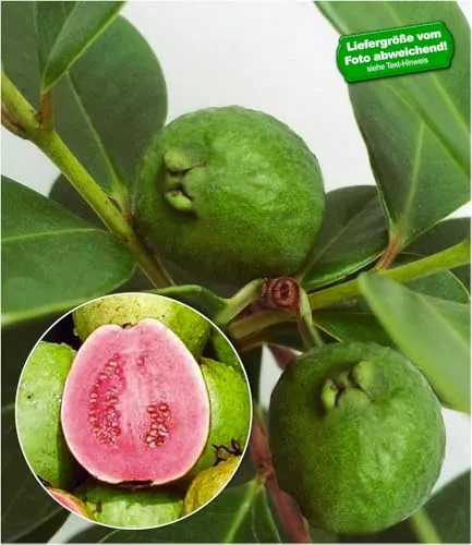 BALDUR Garten Echte Guave Pflanze im 9x9 cm-Topf - Immergrüne Guave mit glänzendem Laub und dekorativen Blüten. Ideal für Balkon und Terrasse, pflegeleicht und kompakt im Wuchs. Genießen Sie saftige Früchte bei geringem Pflegeaufwand.