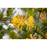 Lonicera Tellmanniana Geißblatt Orange-Gelb 60–100 cm