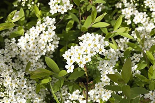 Spiraea cinerea 'Grefsheim' 60–80 cm – Winterhart, Mehrjährig, Pflegeleicht – Grefsheim-Spiere (Spierstrauch) – Heckenpflanze für Garten & Sichtschutz