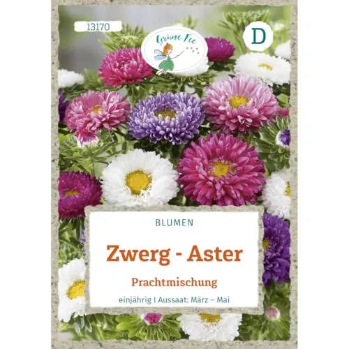 Grüne Fee - Zwerg-Aster Prachtmischung Samen - 13170