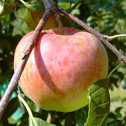 Bäume Rot von Grüner Garten Shop