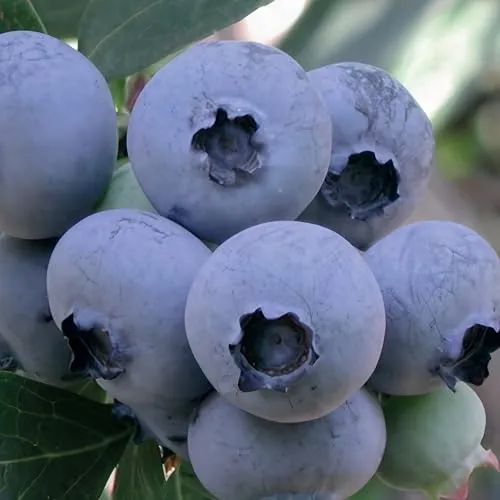 Blaubeere Bluejay 2L Pflanze für Anfänger und professionelle Gärtner