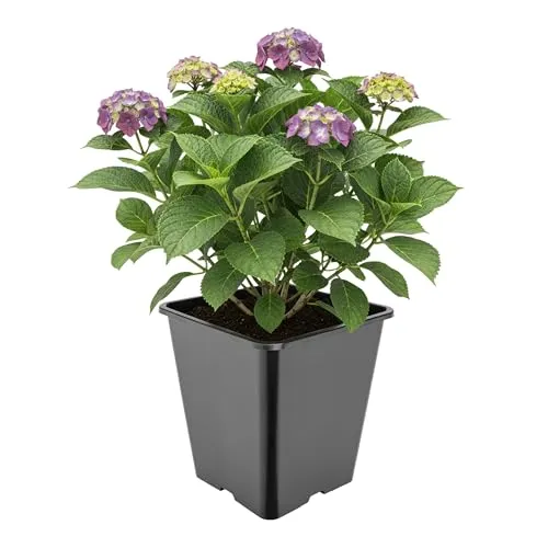Garronda Pflanztopf Kunststoff hoch 25 x 25 x 26 cm (11L) eckig mit Drainagelöchern Blumentopf PP Pflanzgefäß für Garten Gewächshaus Balkon Anzucht Innen Außenbereich Schwarz GD-0201