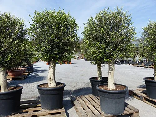 winterharter XL Olivenbaum - Premiumqualität, 45 Jahre alt mit dicken Stämmen und schöner Krone, ideal für heimische Gärten